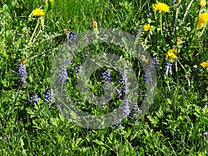 Some dandelion flowers cohabit with creeping flugelhorns