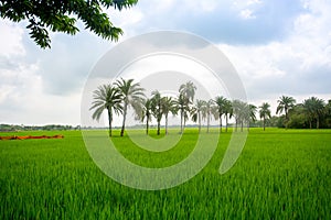 Some date palm trees standing in the green paddy field