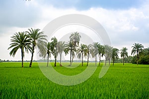 Some date palm trees standing in the green paddy field