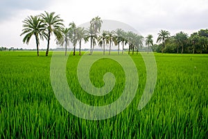 Some date palm trees standing in the green paddy field
