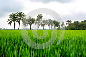 Some date palm trees standing in the green paddy field