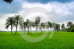 Some date palm trees standing in the green paddy field