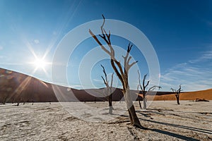 Some dead trees in dead vlei