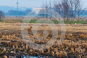 Some deer run across a plowed  corn field in the evening