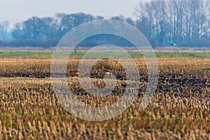 Some deer run across a plowed  corn field in the evening