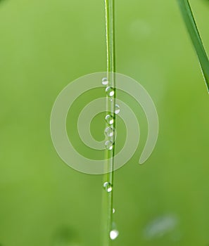 some dew points on rice stalks in the morning