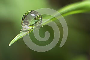 Some dewdrop of water on the tip of a grass