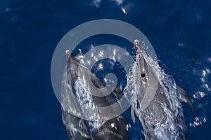 Some dolphins on full speed through the ocean