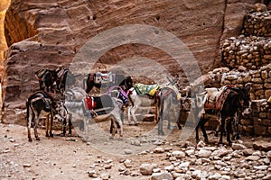 A view of donkeys in Jordania photo