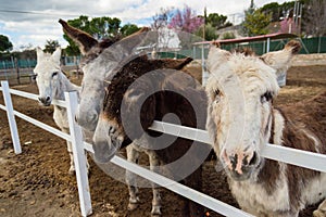 Some donkeys waiting for food and one of them requesting it to me