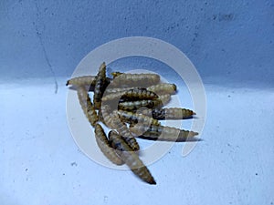 some dried BSF fly larvae