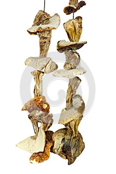 Some dried cepe mushrooms hanging on the rope photo