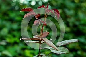 Some drop of dew on the blackberry leaf