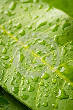 Some droplets on leaves