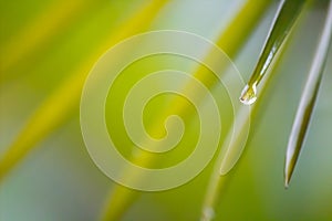 Some Drops of Water Hanging on a Thin Palm Tree Leafs photo