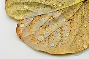 Some drops of water on a leaf photo