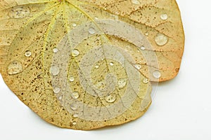 Some drops of water on a leaf photo