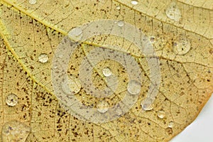 Some drops of water on a leaf photo