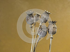 Some dry poppy flower heads