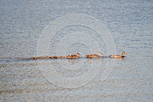 Some ducks and ducklings all in a row on the lake