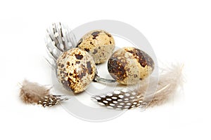 Some eggs from peewit bird