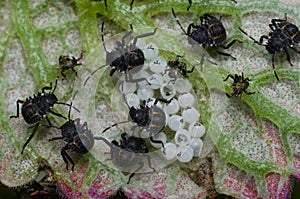 Some eggs and young insects of the Brown marmorated stink bug Halyomorpha halys on th lower side of a green leaf