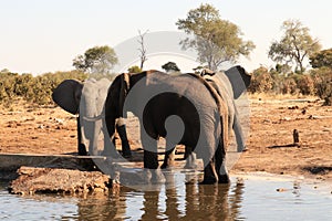Elephant standing in water photo