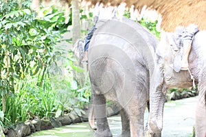 Some elephants are being invited to walk and play by their handlers at the Lombok Zoo, Indonesia