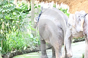 Some elephants are being invited to walk and play by their handlers at the Lombok Zoo, Indonesia