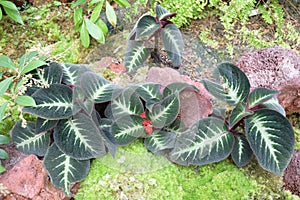 Some Episcia Cupreata Flame-Violet plant leaves growing in the wild