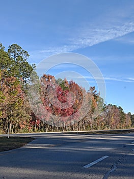 Some Fall Colors in Florida Do Exist