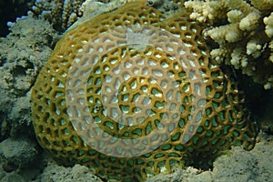 Some Favia coral
