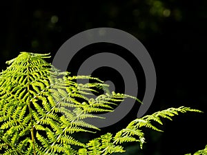 Some ferns in the forest