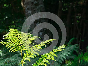 Some ferns in the forest photo