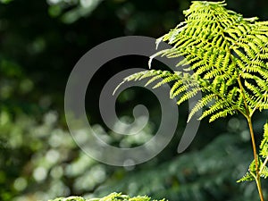 Some ferns in the forest photo