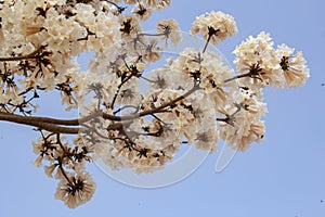 Some flowering branches of a white ipe tree. Tabebuia roseo-alba.