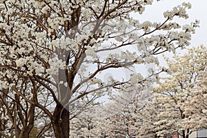 Some flowering branches of a white ipe tree.
