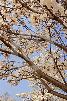 Some flowering branches of a white ipe tree.