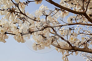 Some flowering branches of a white ipe tree. Tabebuia roseo-alba.