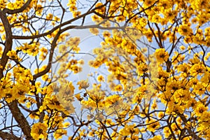 Branches of a yellow flowering ipe tree.