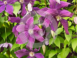 Some flowers. Clematis viticella.