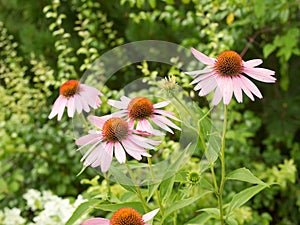 Some flowers of Echinacea purpurea