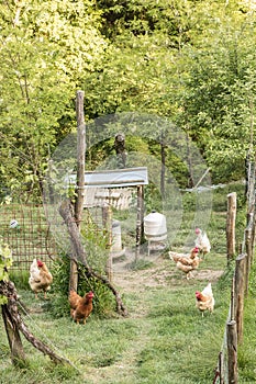 Some of the fowls in the pen