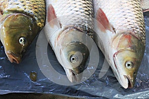 Some fresh fish carp. Catch of carp fishes
