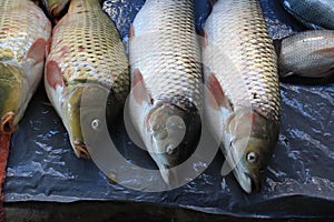 Some Fresh fish Carp. Catch of carp fishes