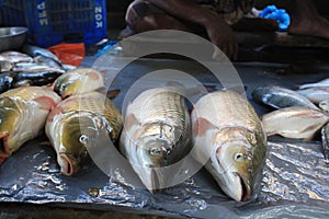 Some fresh fish carp. Catch of carp fishes