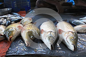 Some Fresh fish Carp. Catch of carp fishes