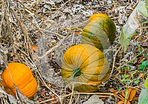 Some fresh growing squash autumn pumpkins organically cultivated for halloween