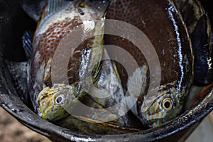 Some fresh and raw parrotfish caught by fishermen are placed in a plastic bucket