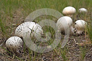 some fungus of the species Calvatia